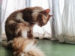 -猫猫幼稚园·撸猫·桌游·电玩