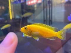 -黄鱼炙夜·烧烤·小龙虾(世茂缤谷店)