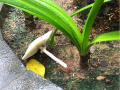 -三亚海棠湾万丽度假酒店