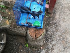 -康陵正德春饼宴26号