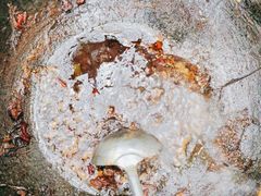 -哈尔滨东北铁锅炖(都督街店)