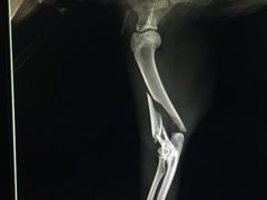 -睿金宠物医院·CT·肿瘤·骨外科