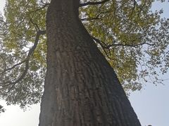 -北京上方山国家森林公园