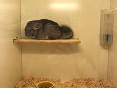 -龙猫仔乐园(惠福东路店)