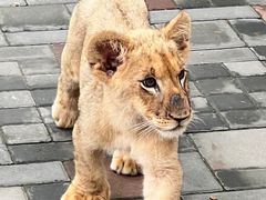 -北京野生动物园