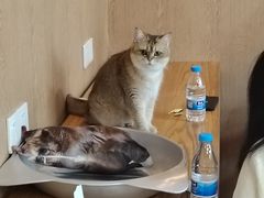 -MOCHA明星猫咖(田子坊店)