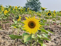 -汉长安城未央宫国家考古遗址公园