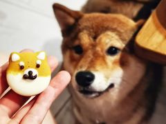 -柴务处·柴犬主题狗咖