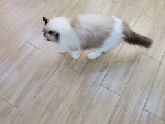 -李小姐の猫咖啡馆(五角场店)
