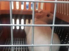 -申普宠物医院·心脏介入·心血管微创(总院)