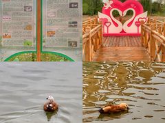 -泗洪洪泽湖湿地景区