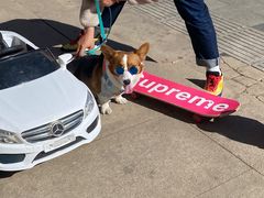 -超宠爱宠物摄影-Super pet