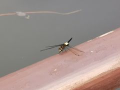 -西湖外事游船(花港观鱼码头)