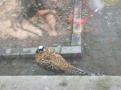 -沈阳鸟岛