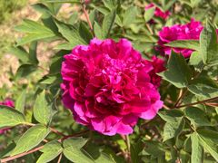 -国家植物园南园