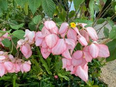 -中国科学院华南植物园