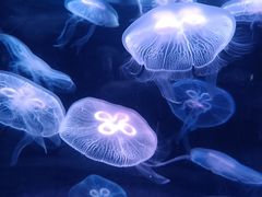 -欢乐海岸海洋奇梦馆