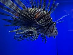 -上海海洋水族馆