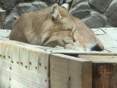 -青藏高原野生动物园
