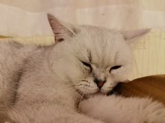 -猫小院猫主题咖啡厅(北锣店)
