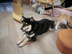 -柴迷FANS CLUB·柴犬狗咖·猫咖
