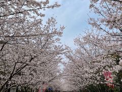 -高东镇樱花园