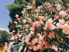 -圣母百花圣殿