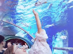 -上海海洋水族馆