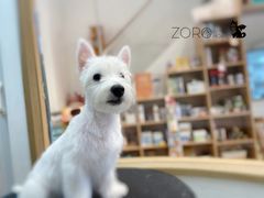 -佐罗家宠物馆·猫文化馆(紫霞路店)