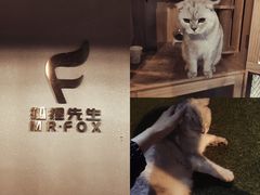 -Mr.Fox狐狸先生超级密室(南山店)