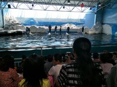 -秦皇岛乐岛海洋王国