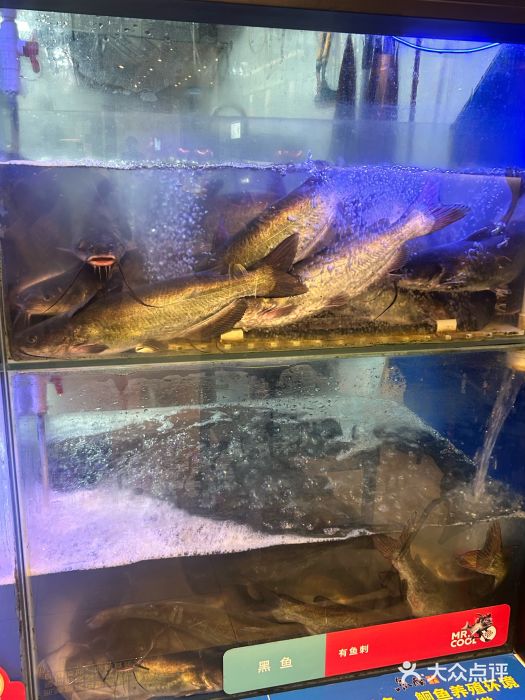 鱼酷活鱼烤鱼(南京水游城店)图片