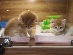 -猫十亿·布偶金渐层·曼基康矮脚猫舍(青年路店)