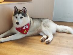 -Husky Go! 哈士奇体验馆·宠物咖啡厅狗咖