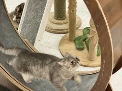 -喵园·猫主题咖啡厅·撸猫·猫咖(国贸店)