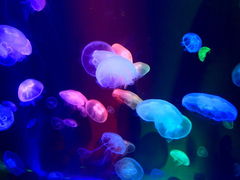 -石家庄极地海洋世界