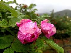 -洪湖湿地生态园