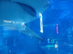 -烟台海昌鲸鲨海洋公园