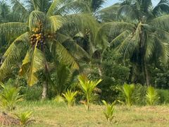 -北海金海湾红树林生态旅游区