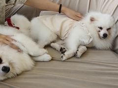 -怪兽屋·羊驼·猫咖·狗咖(俊华广场店)