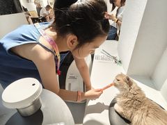 -琪喵猫屋·撸猫猫咖·猫舍