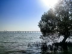 -宝安西湾红树林湿地公园