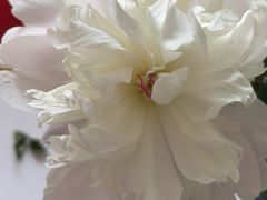 -亭亭鲜花店(中山北路店)