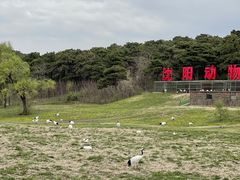 -沈阳森林动物园