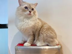 -瞄一喵猫咖(格力海岸店)
