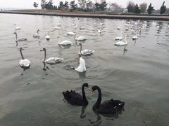 -烟墩角天鹅湖