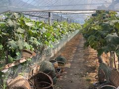 -马陆小张葡萄园农家乐