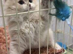 -唐小姐の猫狗洗护·购宠旗舰店(周浦万达店)