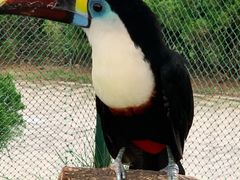 -西霞口神雕山野生动物世界