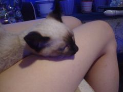 -Sirena海妖日咖夜酒